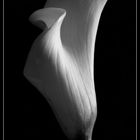 Calla