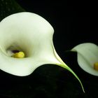 Calla