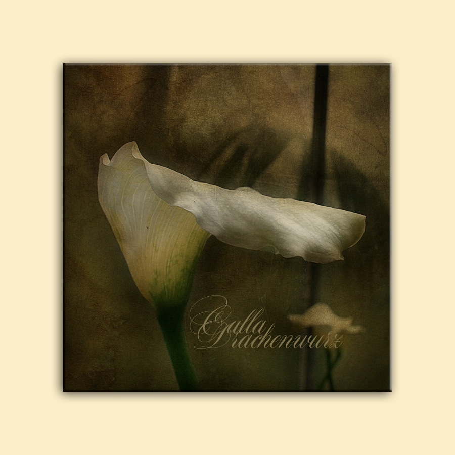 ~CALLA~