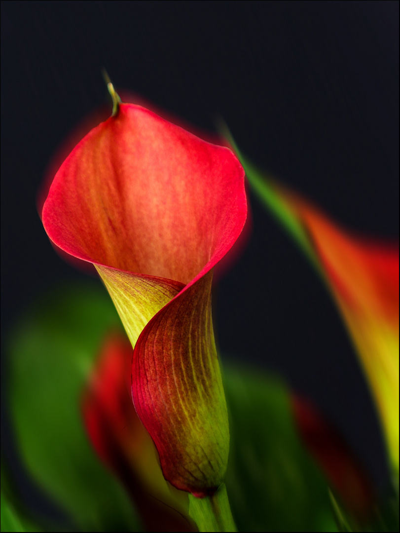 Calla