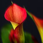 Calla