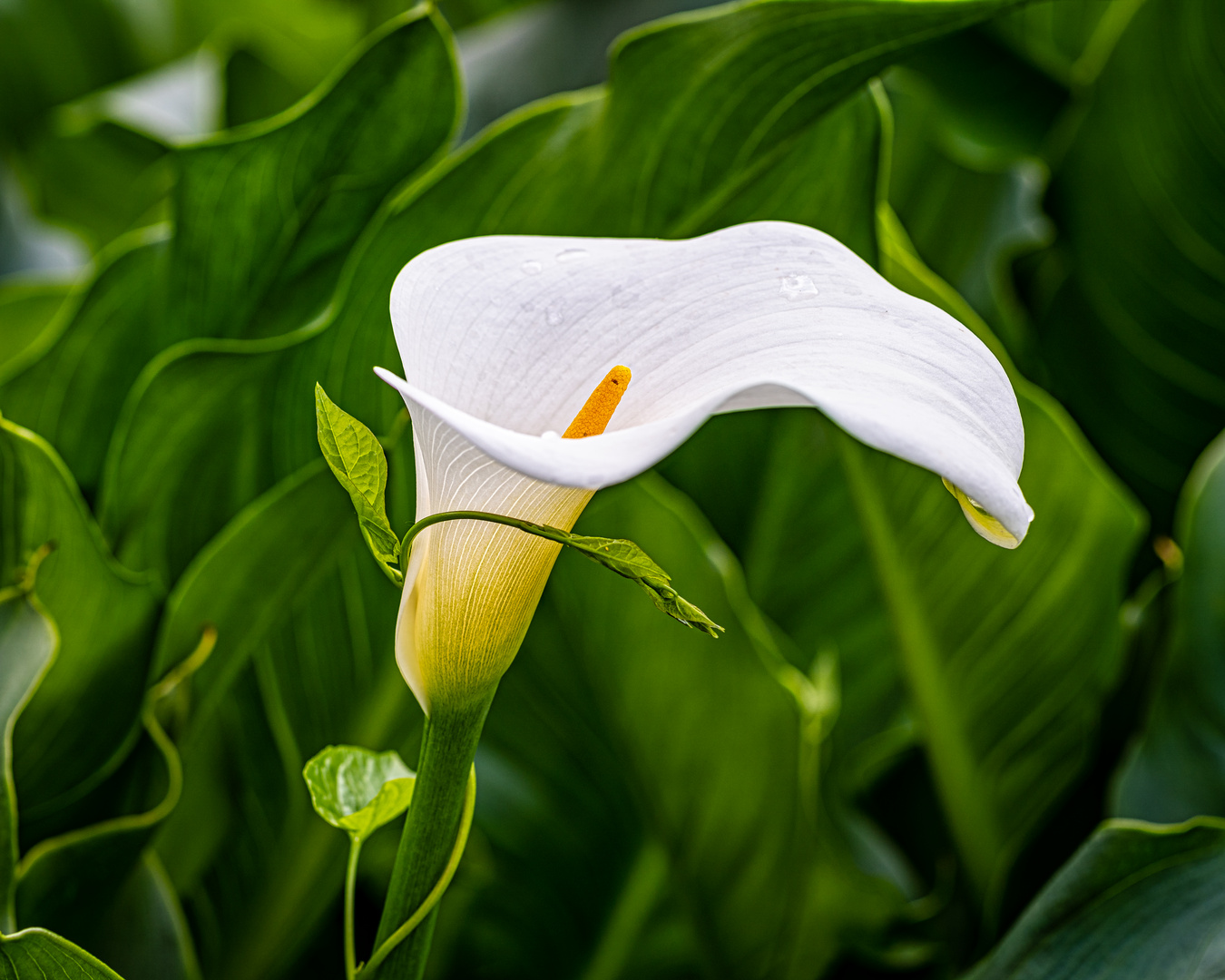 Calla