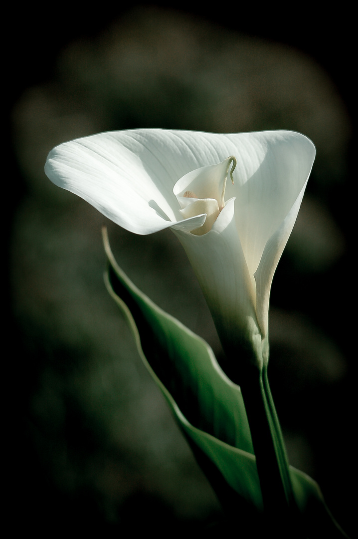 Calla - Doppelblüte