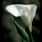 Calla - Doppelblüte