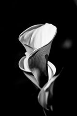 Calla Doppelblüte II