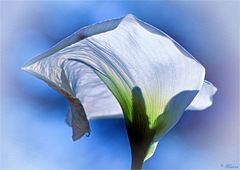 > CALLA DREAM <