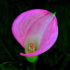 Calla Dressed Magenta