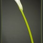 Calla