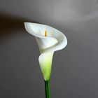 Calla