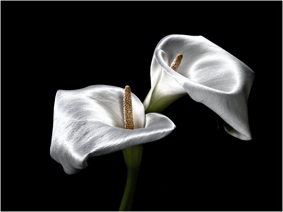 Calla