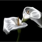 Calla