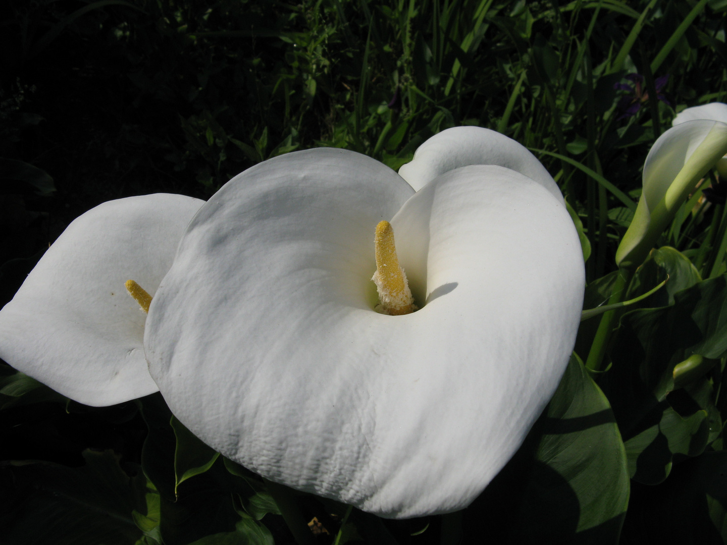 Calla