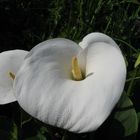 Calla