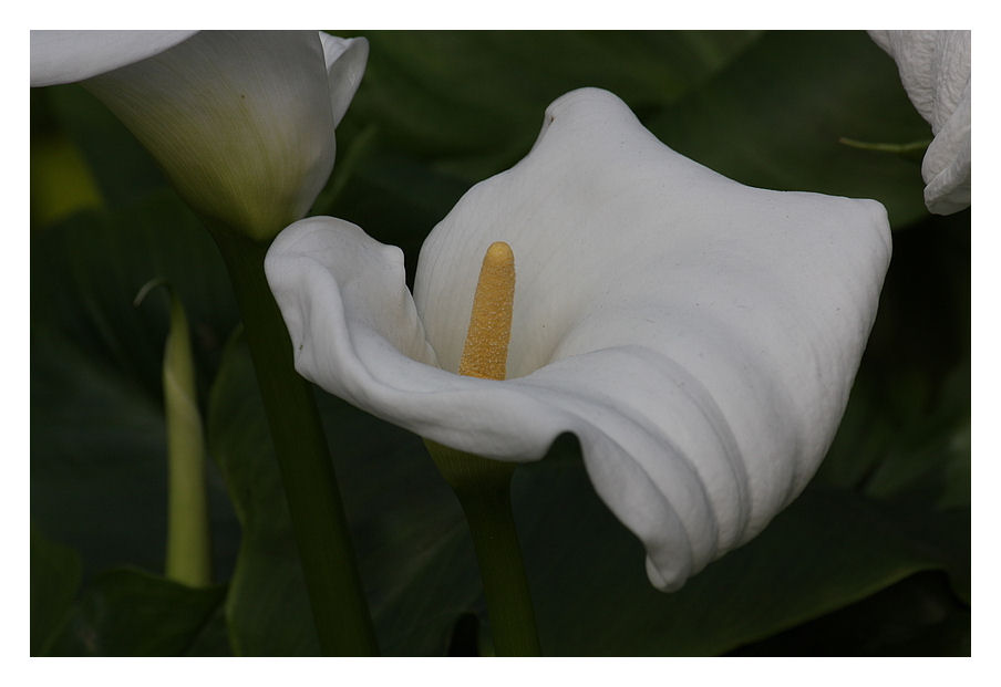 Calla