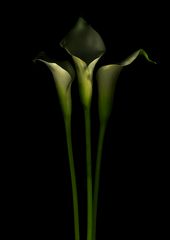 calla