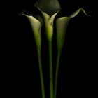 calla