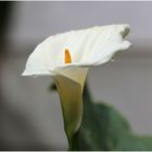 Calla