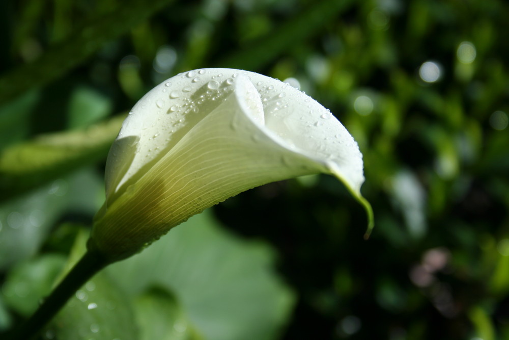 Calla elegante