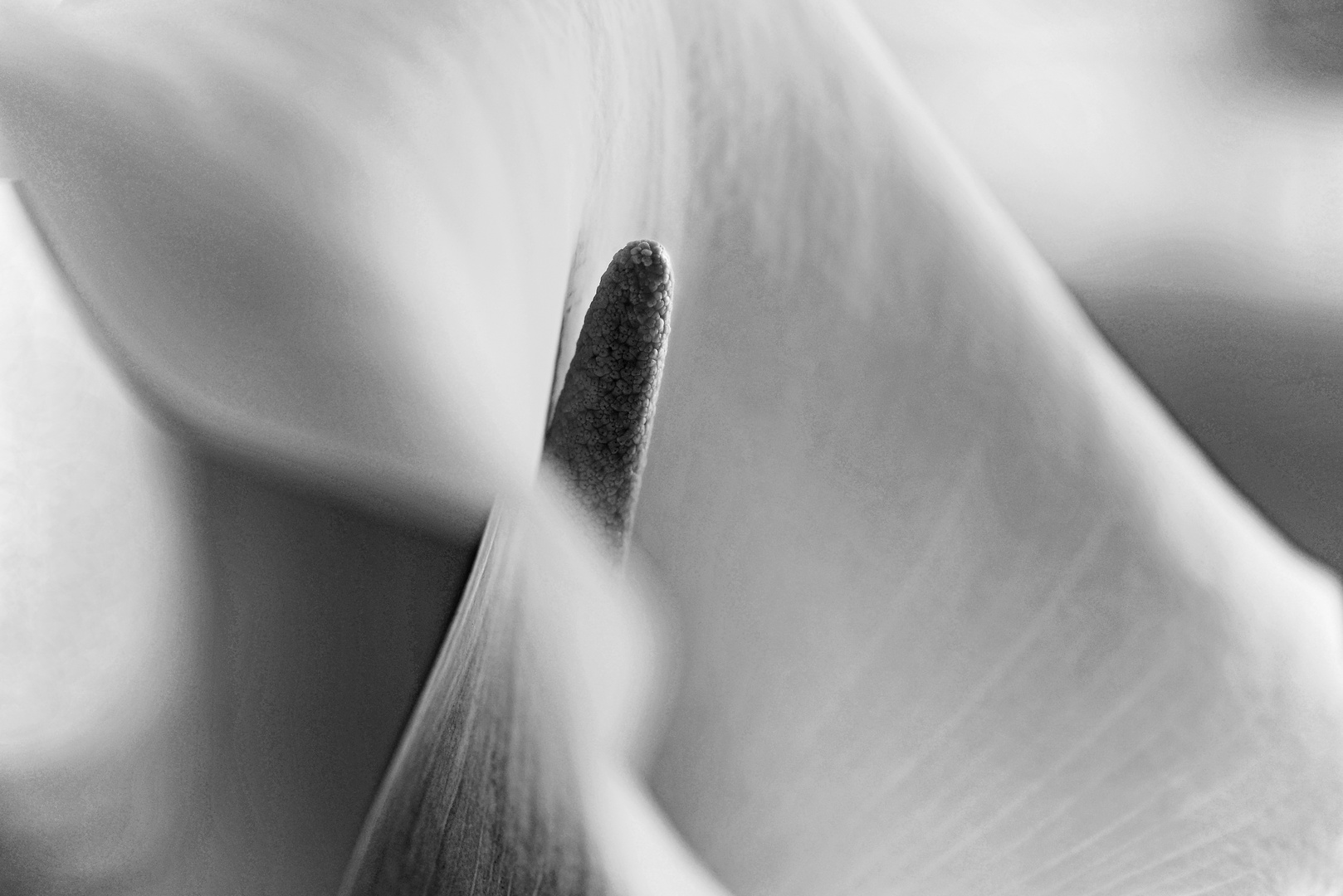 Calla-Eleganza