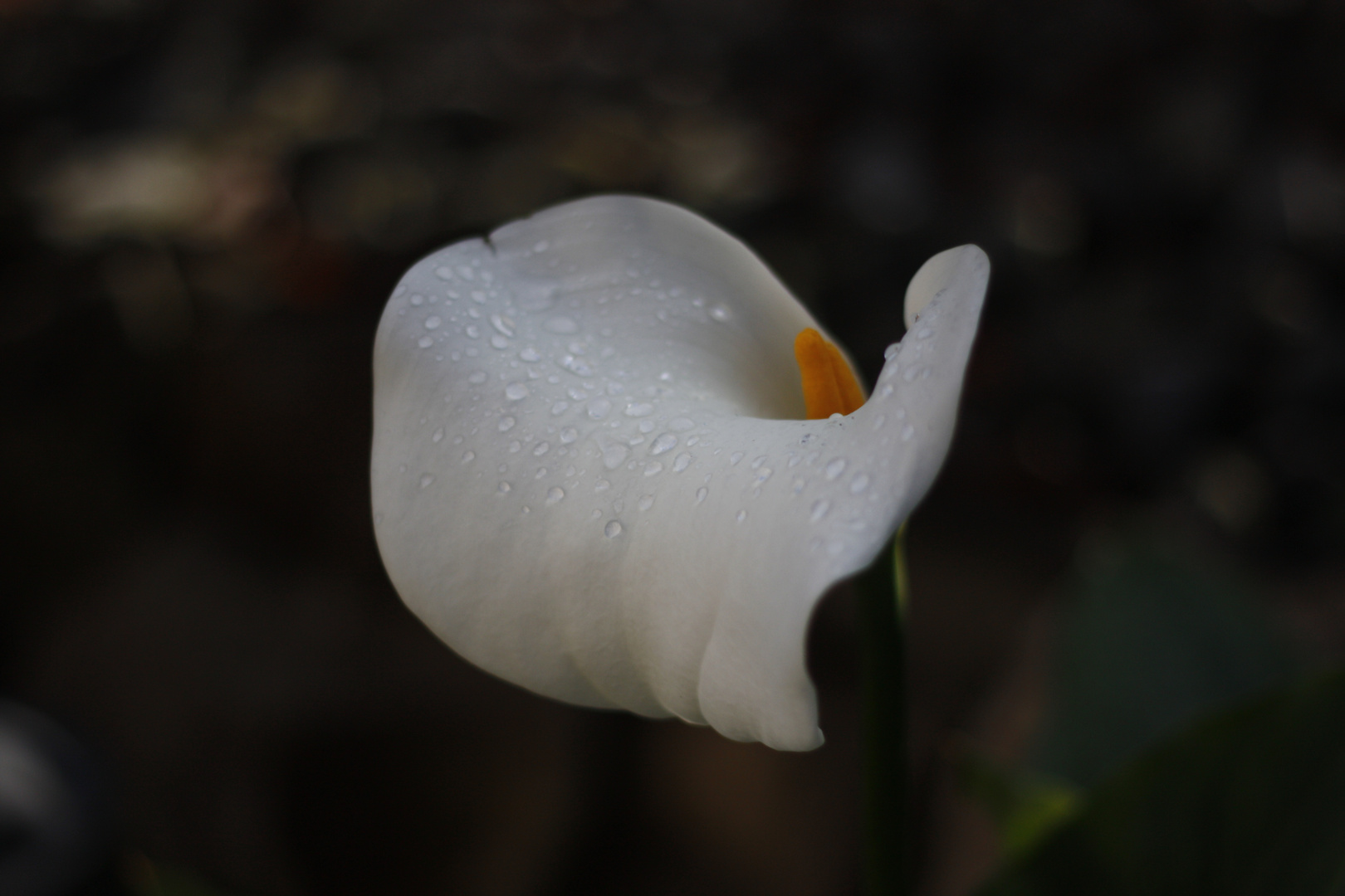 Calla Ende November