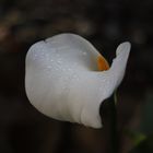 Calla Ende November