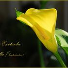 Calla Exotica