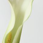 Calla