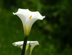 Calla