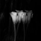 calla