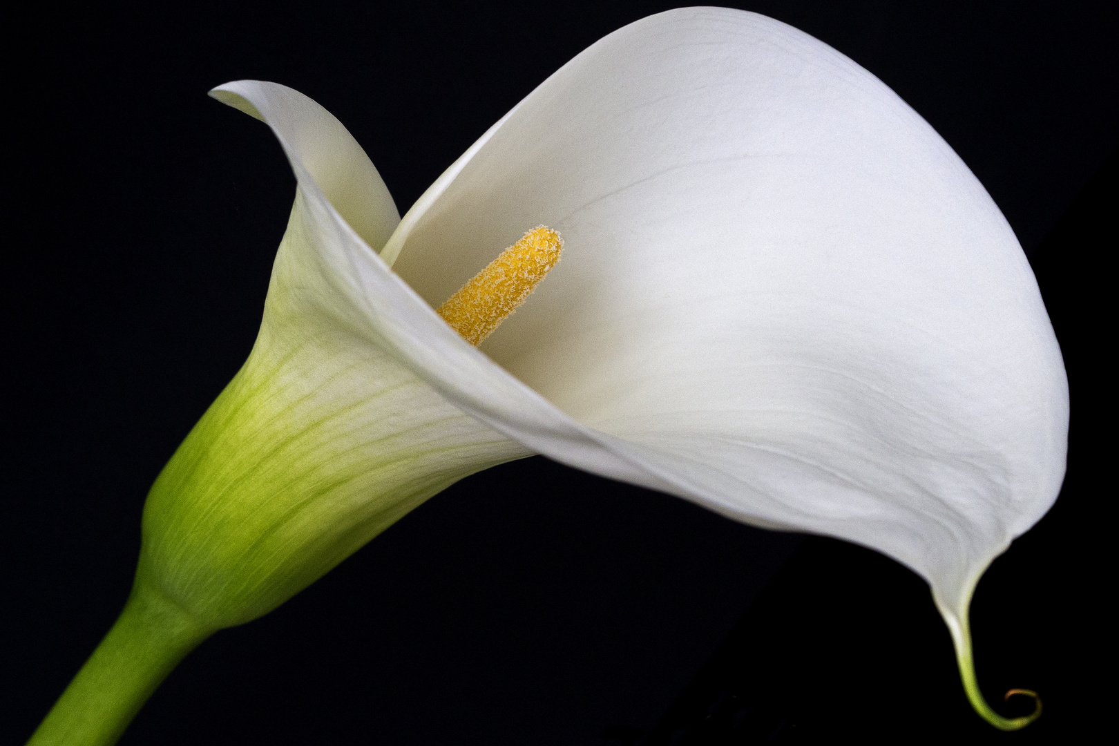 Calla