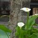 Calla