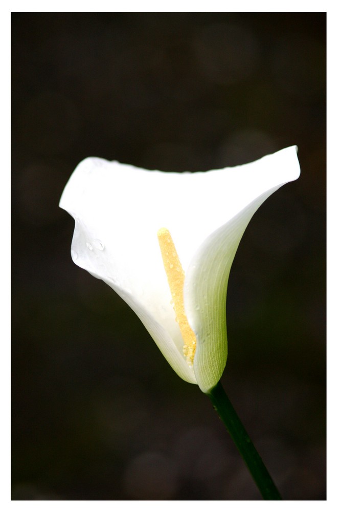 Calla