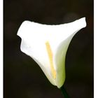 Calla