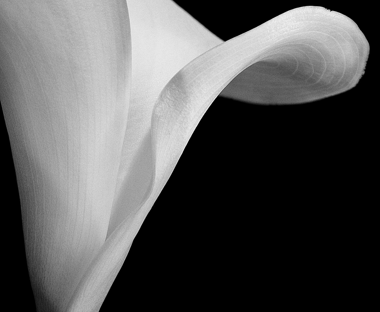 calla