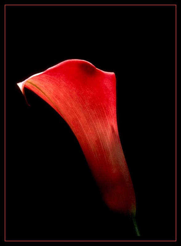 Calla