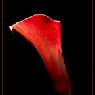 Calla