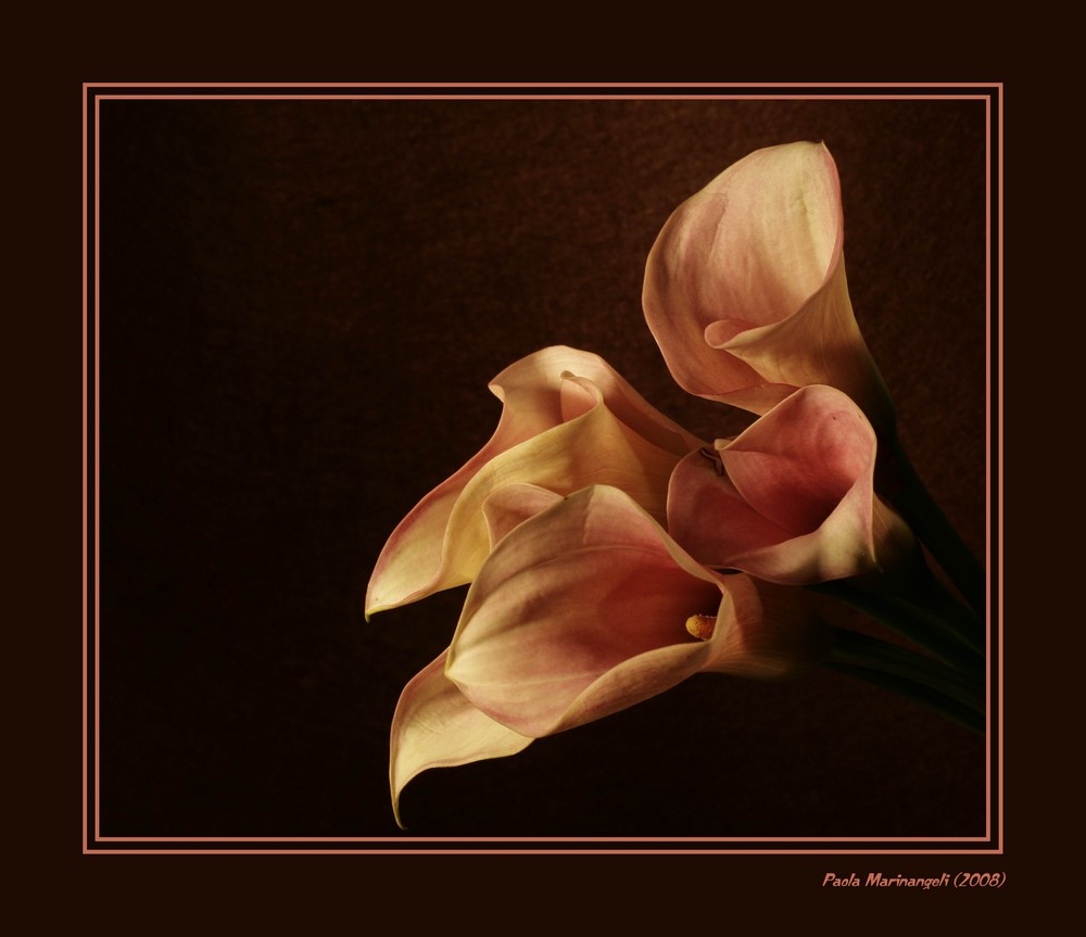 Calla flowers