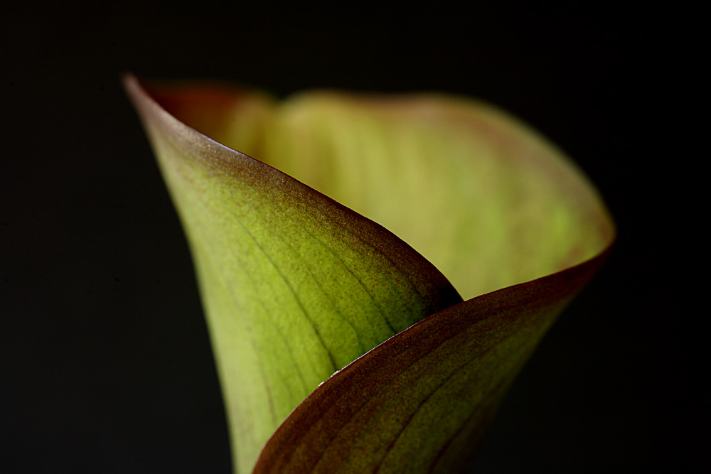 Calla frontal