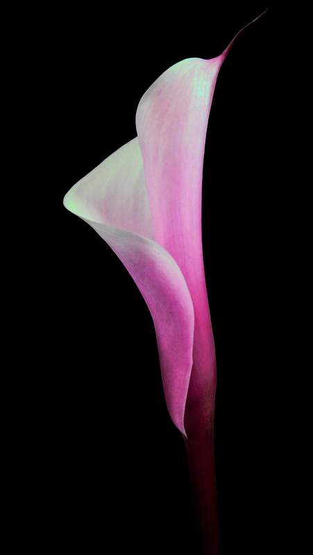 Calla fucsia