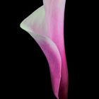 Calla fucsia