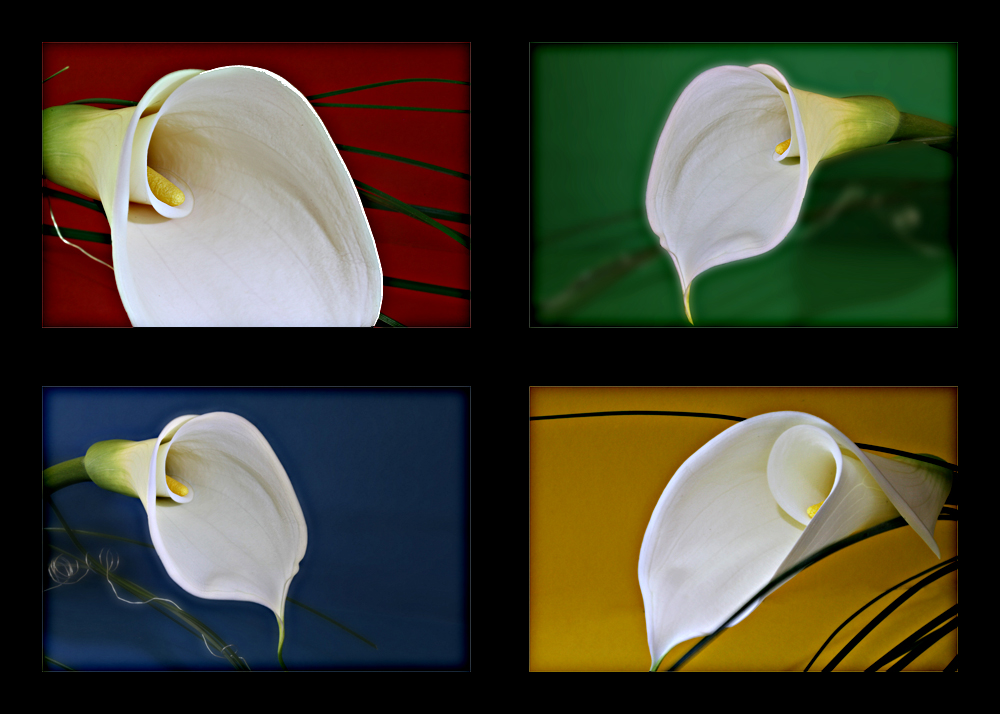 Calla-ful