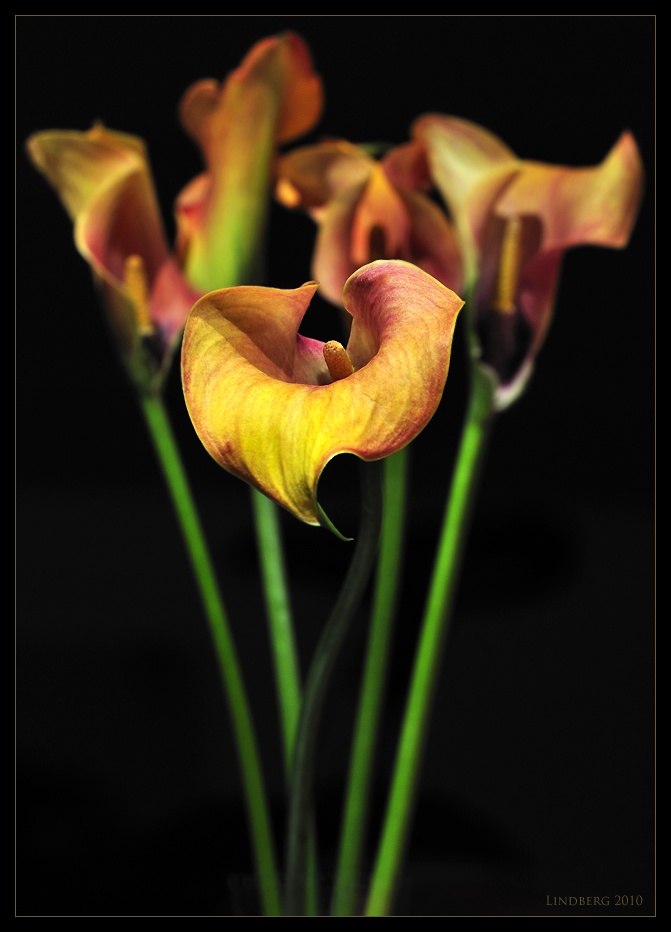 Calla gelb/ rot