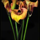 Calla gelb/ rot