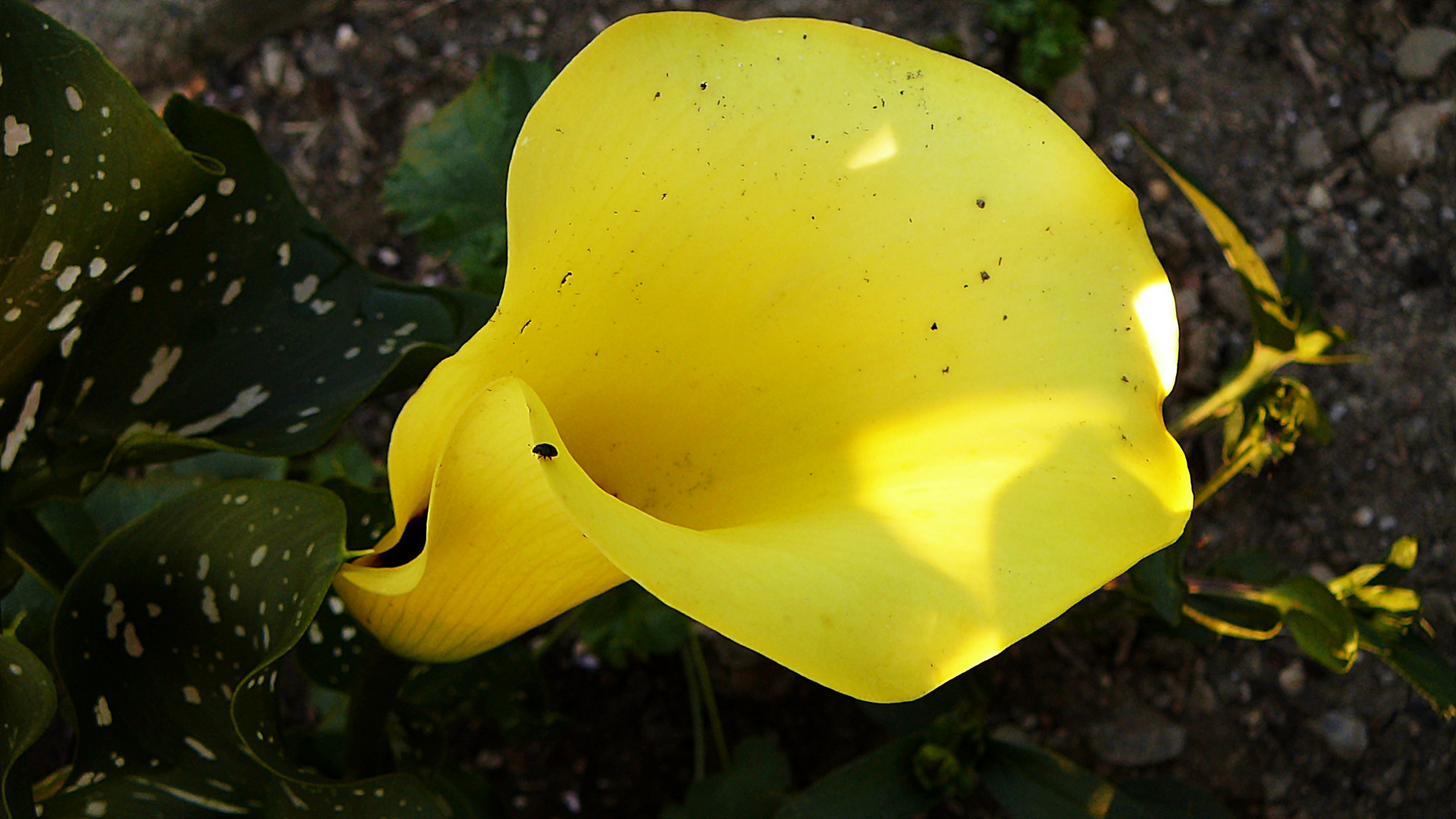 Calla hat Besuch