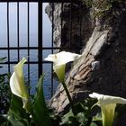 Calla - Hochzeitsblume