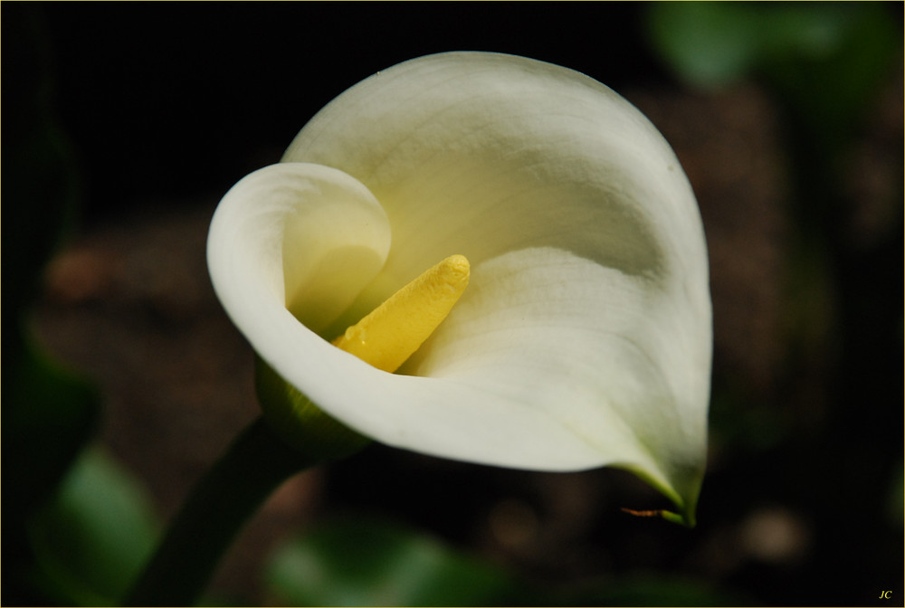 Calla I