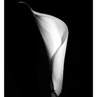 Calla I