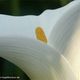 Calla I