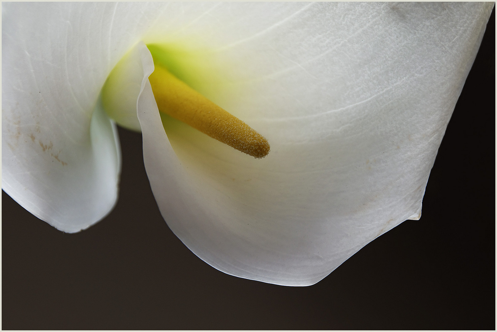 Calla  II