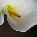 Calla  II